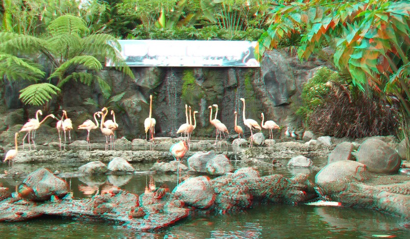 Pink Flamingos in 3D Anaglyph Guest Shot